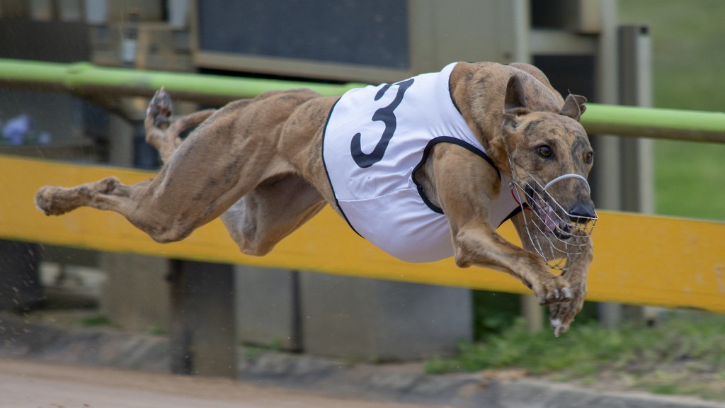 Greyhound Racing Tips from Experts