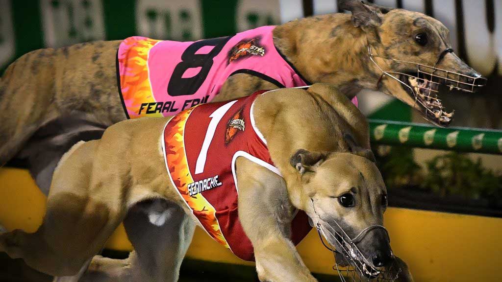 3 Greyhound Racing Betting Strategies Still Work | Wagbet