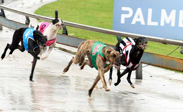 5 Tips to Identify a Winning  Bet for Greyhound Racing
