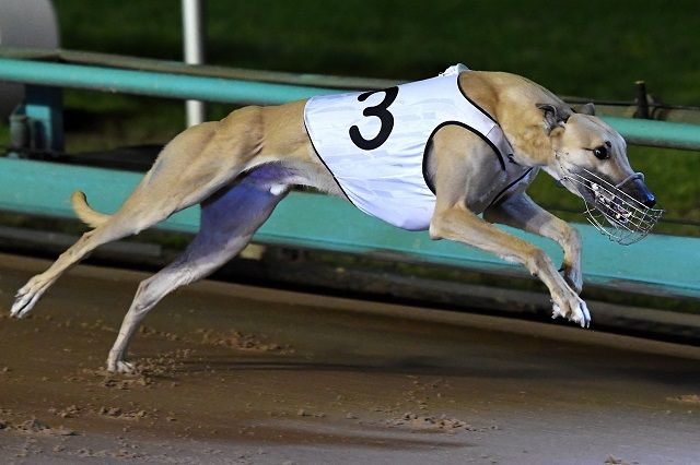 Sennachie Greyhound Racing