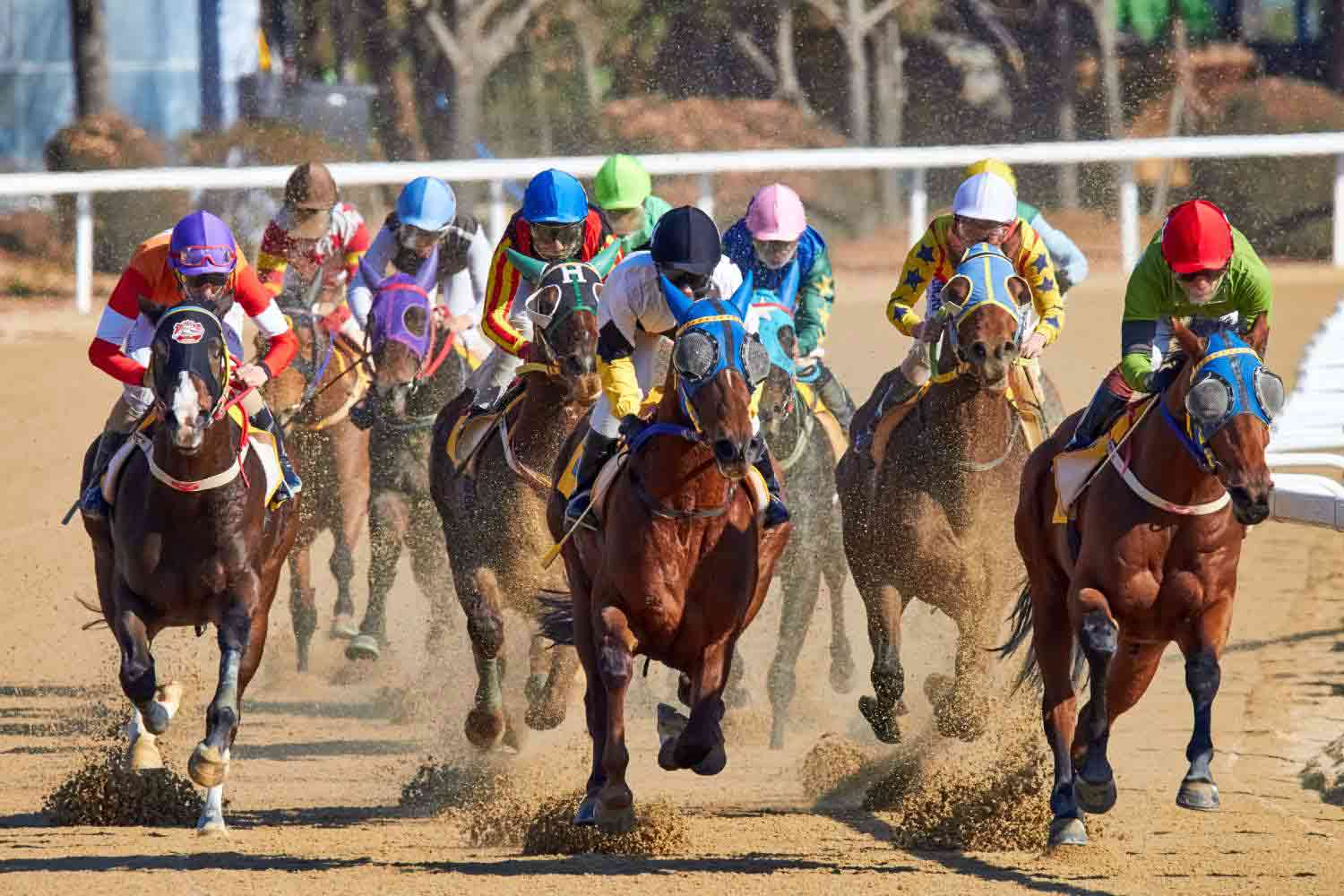 Horse Racing Betting Tips for Beginners