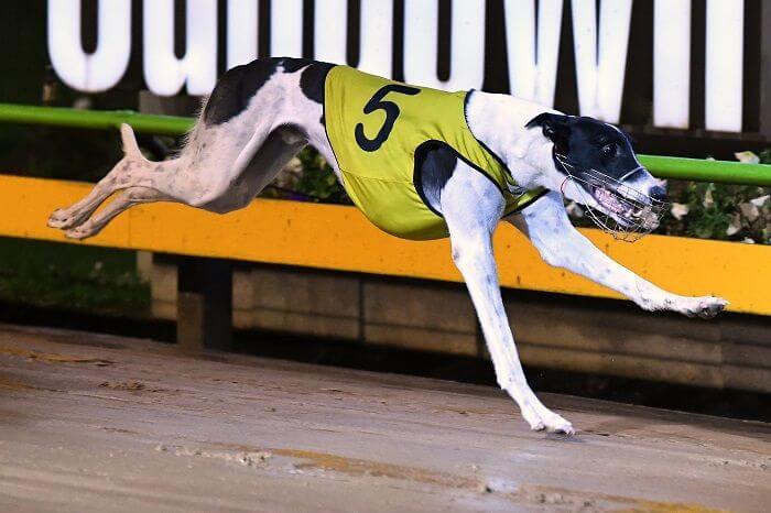 greyhound racing australia