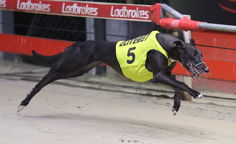 greyhound racing australia